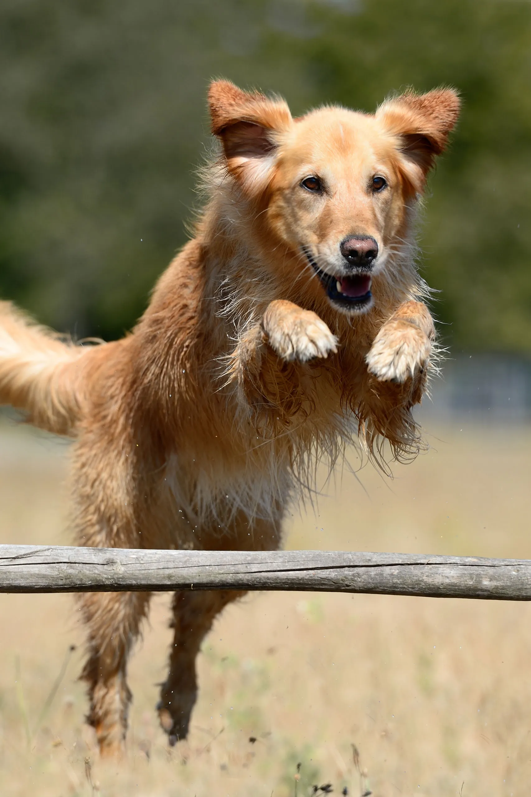 Golden Retriever springt konzentriert über eine niedrige Hürde