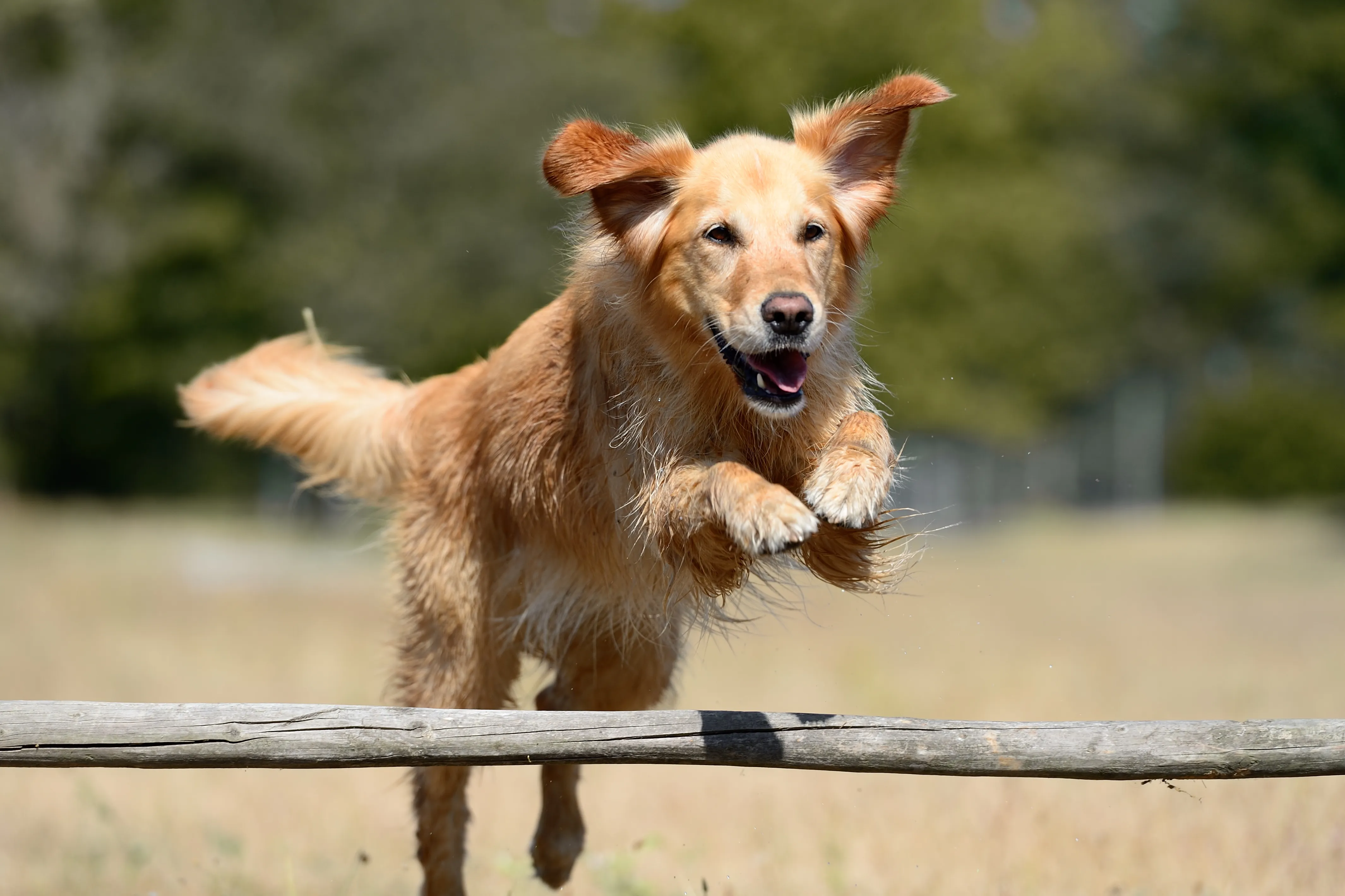 Golden Retriever setzt zum Sprung über einen liegenden Baumstamm an