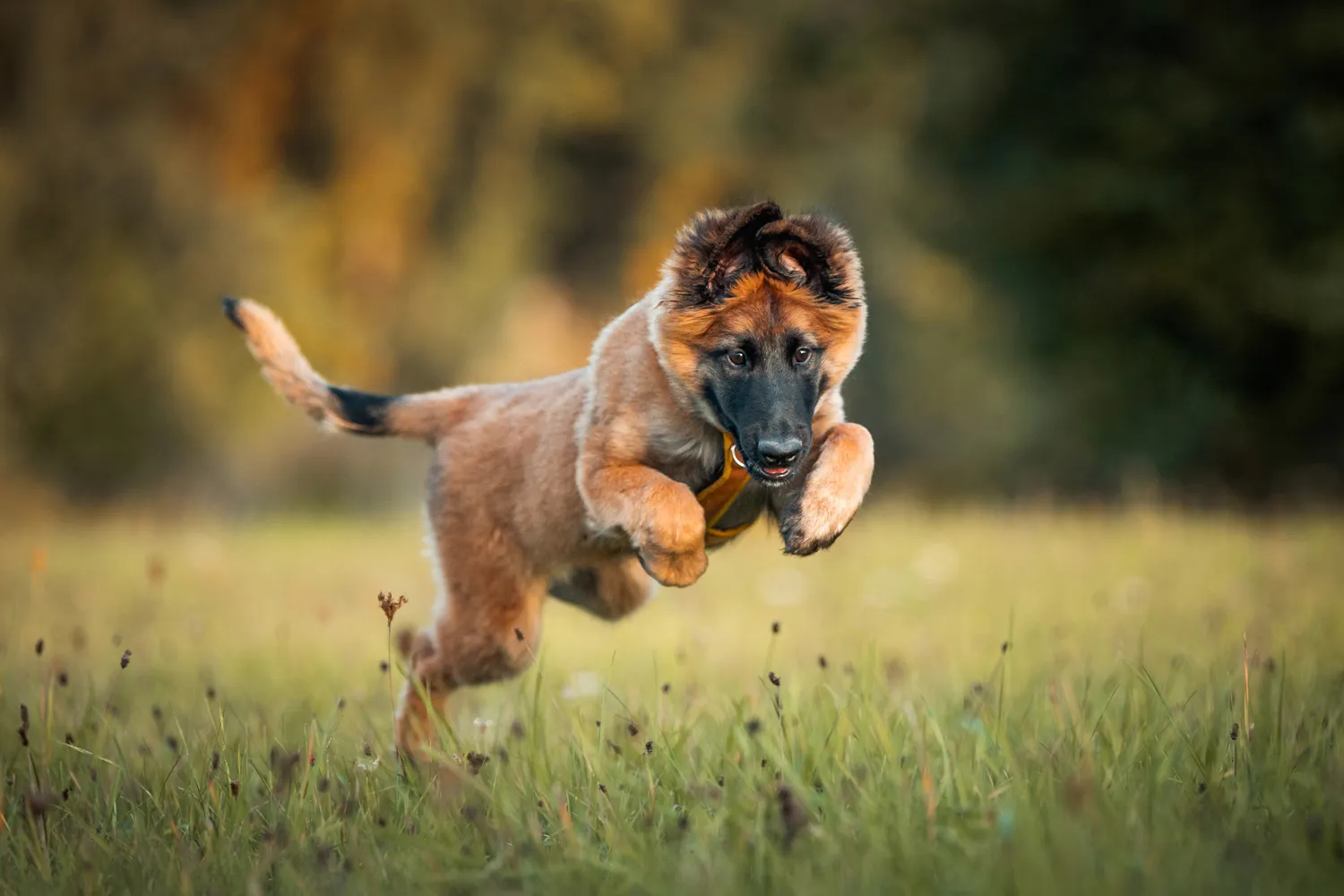 Der junge Hund Fridi rennt mit fliegenden Ohren über eine Wiese
