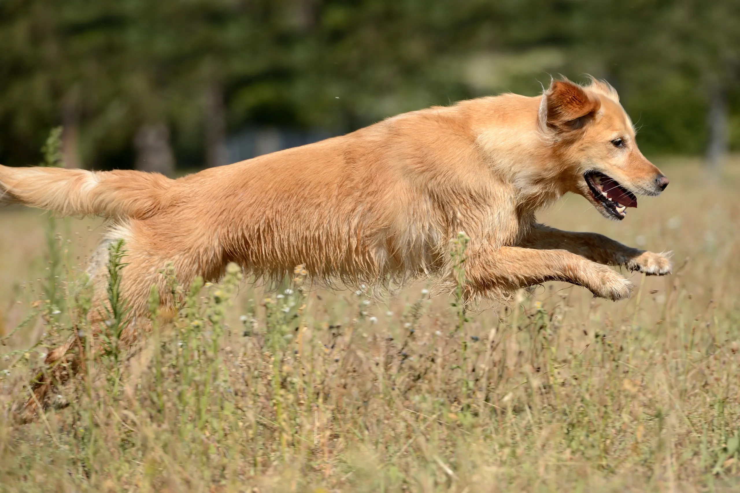 Golden Retriever rennt freudig mit fliegenden Ohren über eine sommerliche Wiese