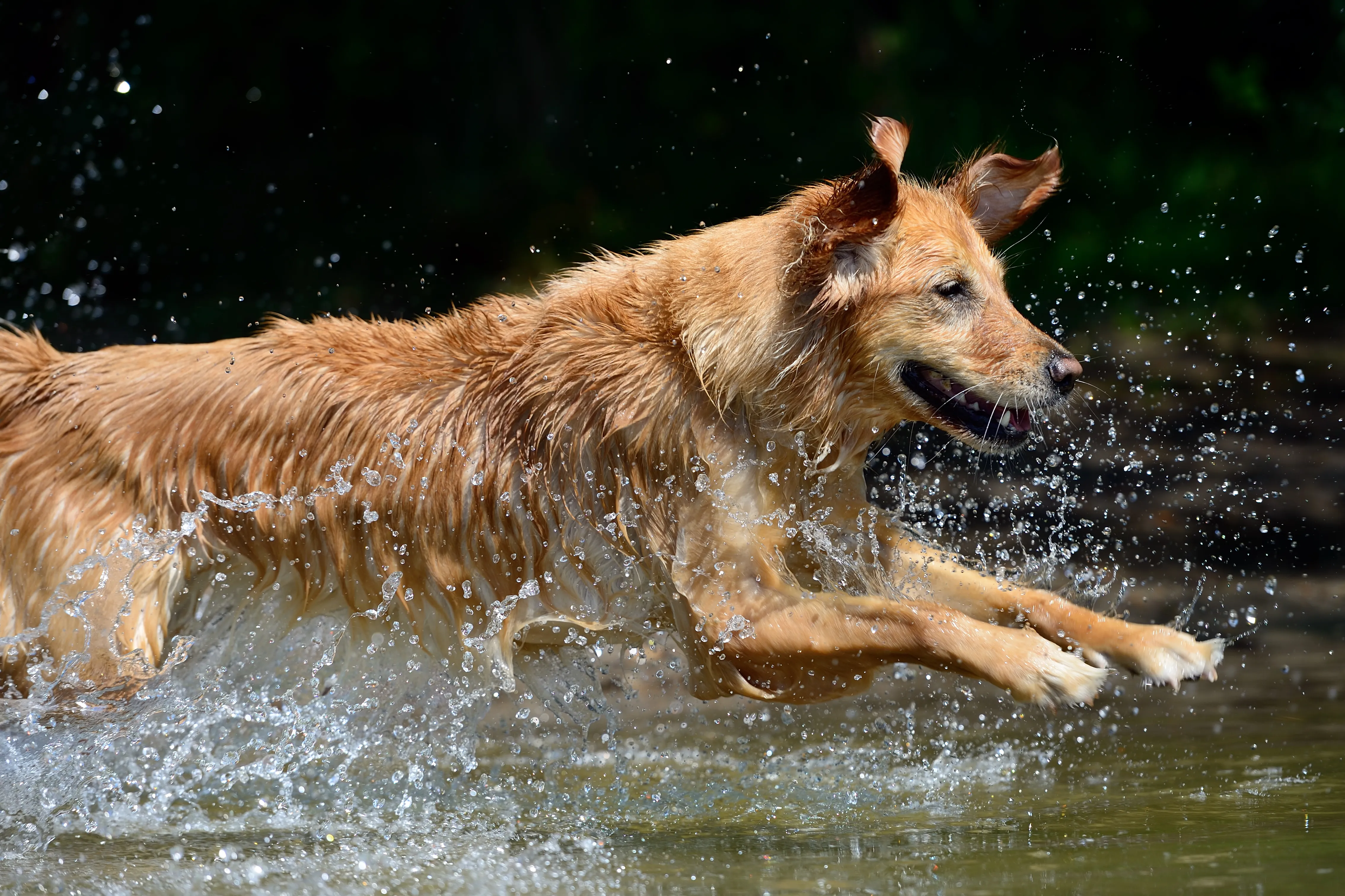 Golden Retriever springt mit großer Freude und viel Spritzwasser durch einen See