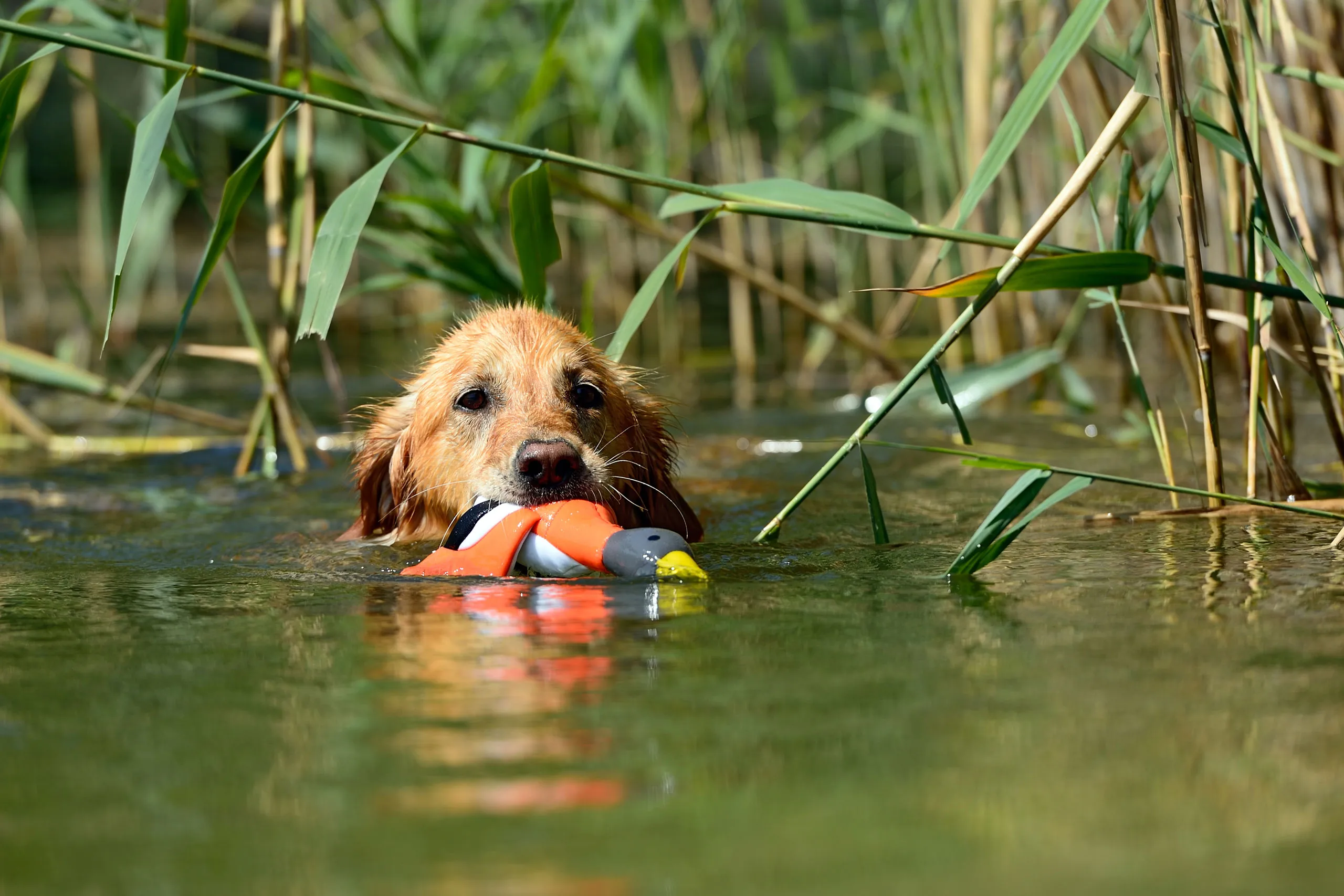 Golden Retriever apportiert einen Dummy und watet durchs Wasser