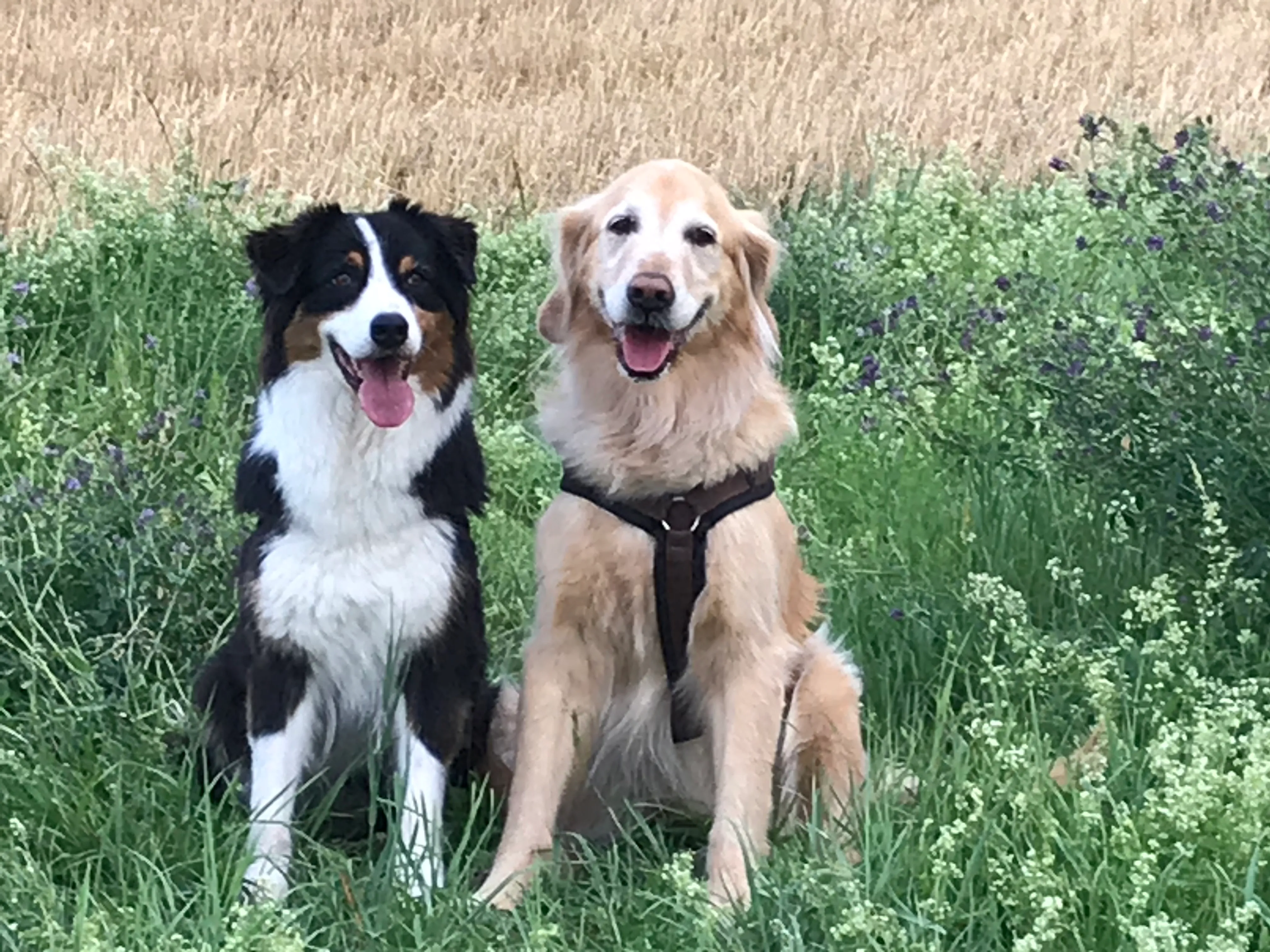 Ein Australian Shepherd und ein Golden Retriever sitzen nebeneinander in einer Blumenwiese